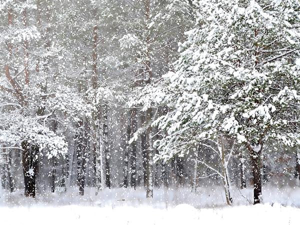 Kate Photography Snowing Scene Tree Photo Backdrop for Photography