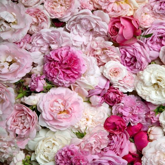 Kate Red And Pink Flower Colored Floral Valentine's Day Backdrop - Image 4