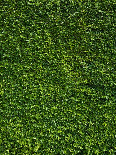 Kate Spring Scenery Football Grassland Photography Backdrops Sprot Photo - Image 2