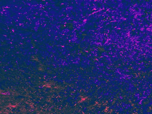 Kate Textured Backdrop Purple Blue Photography Background for Portrait Shooting