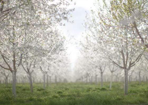 Kate Spring Orchard in White Backdrop for Photography Designed by Lisa Granden - Image 2