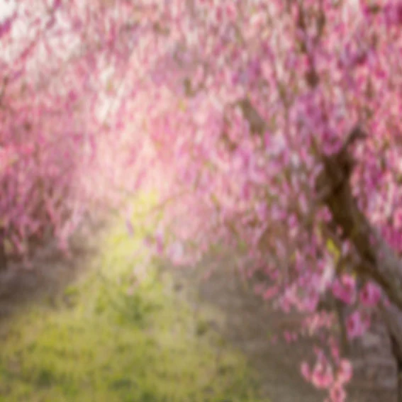 Kate Spring Pink Flowers Backdrop for Photography Designed by Lisa Granden - Image 7